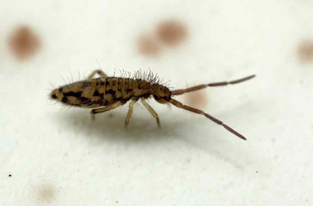 What Are Springtails and Why Are They in My Home?